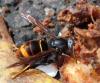 Vespa velutina